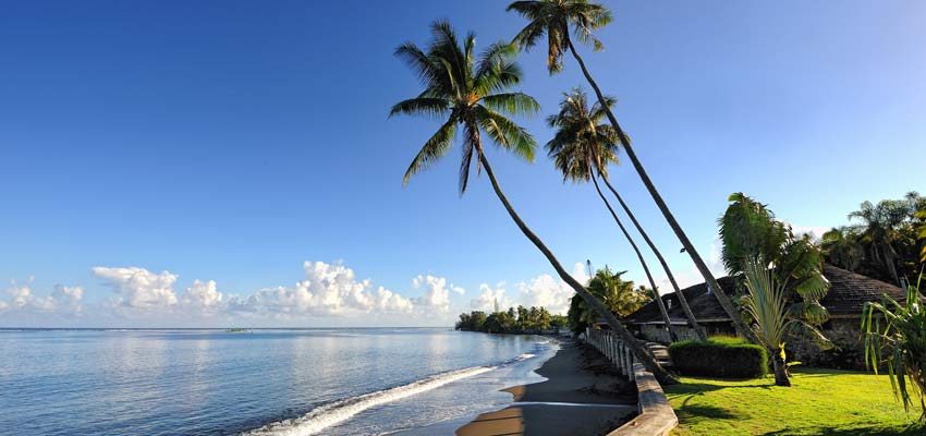 Palms trees on the coast of Papeete
