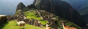 Llamas standing in front of Machu Picchu on a cruise excursion