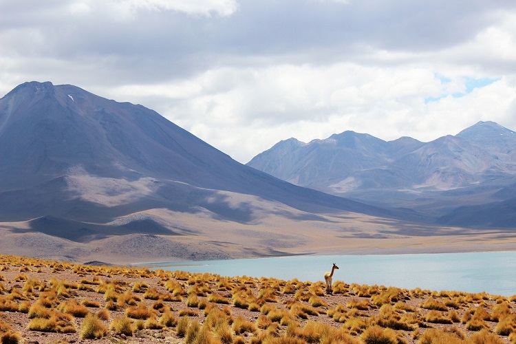 An alpaca standing in a vast mountain landscape in Peru