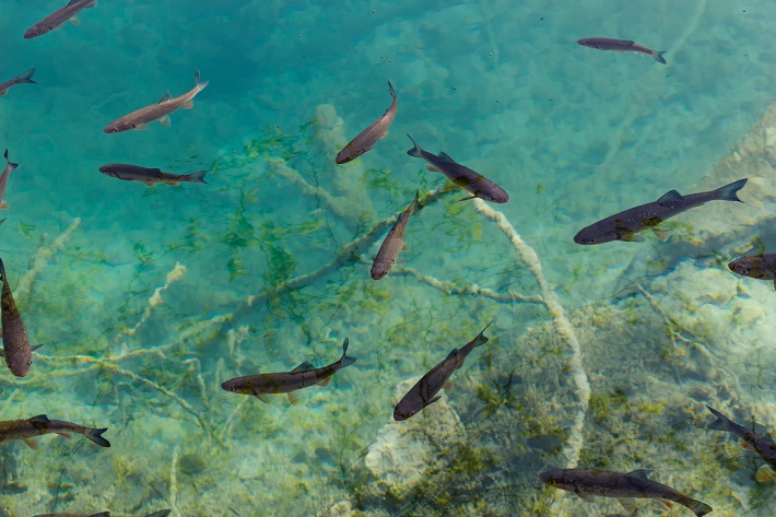 Fish in the crystal clear water of Plitvice Lakes in Croatia