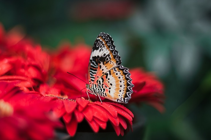 A colourful butterfly drinking from red flowers in the Singapore Botanic Gardens