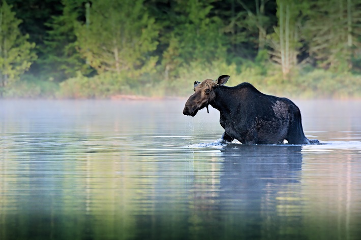 Moose wading into the middle of a river in Alaska