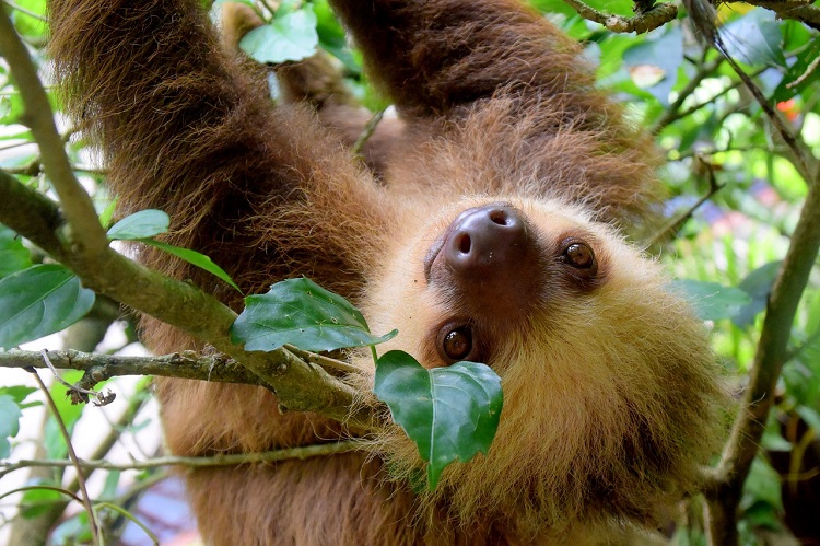 Close-up of a sloth hanging from a tree in the Costa Rican jungle
