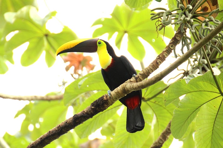 Black and yellow toucan sitting in a tree in the Costa Rican rainforest