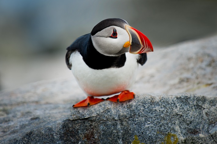 Puffin standing on the edge of a rock in Iceland, getting ready to fly