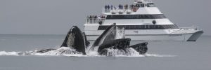 Humpback whale feeding in front of a cruise ship during an excursion