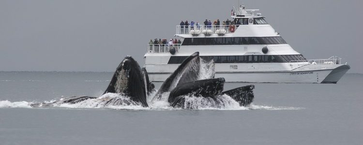 Humpback whale feeding in front of a cruise ship during an excursion