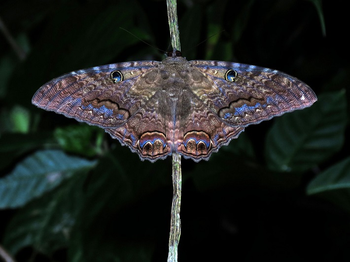 A black witch moth sitting on a twig in Panama