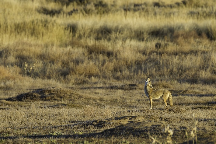 A North American coyote standing in the middle of the desert and howling