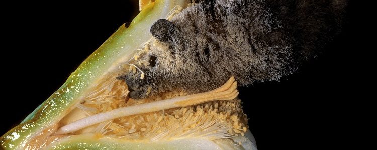 A lesser-long nosed bat feeding from a flower in Mexico and getting covered in pollen