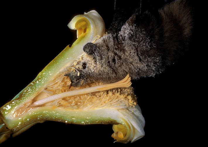 A lesser-long nosed bat feeding from a flower in Mexico and getting covered in pollen