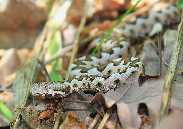 A Romanian viper resting in the leaf litter in an area of woodland