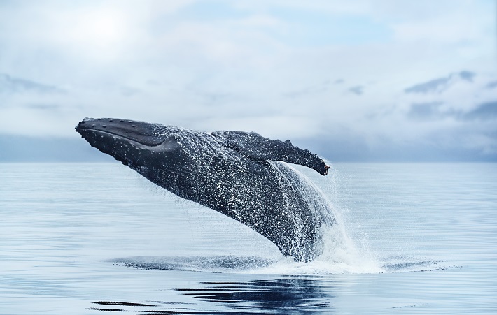 A humpback whale breaching off the coast of Alaska