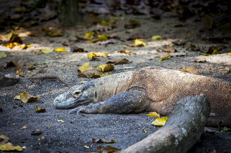 A komodo dragon lying on the sand at Komodo National Park in Indonesia