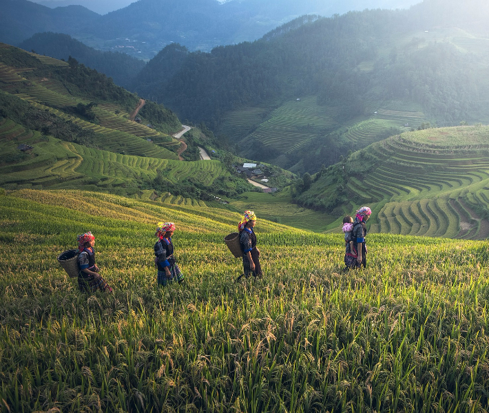 Local farmers walking through a rice field in Malaysia