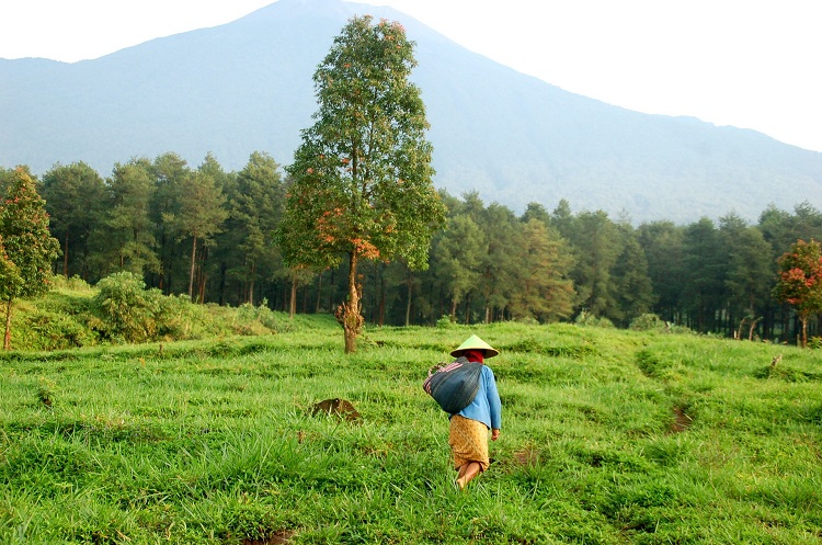 A local farmer walking through a rice field on Java in Indonesia