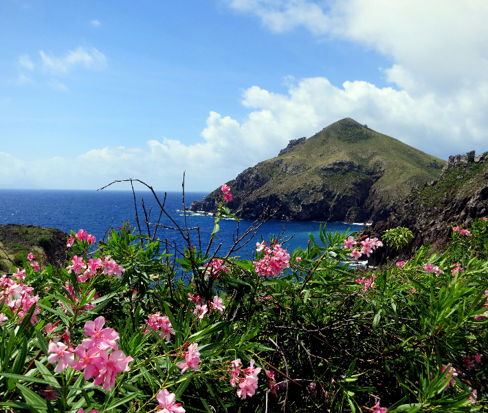 Flowers and lush grasses on a mountain in Saba in the Caribbean