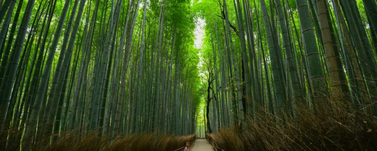 A Geisha walking through the Arashiyama bamboo forest in Kyoto