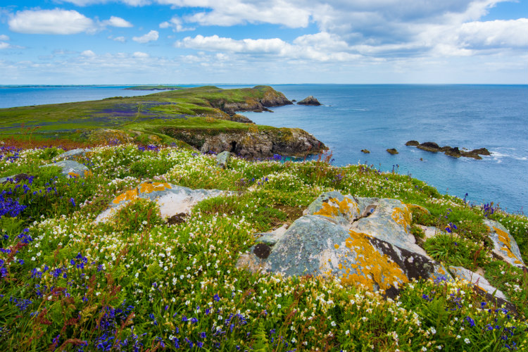 Wildflowers on a coastal cliff overlooking the sea in Ireland