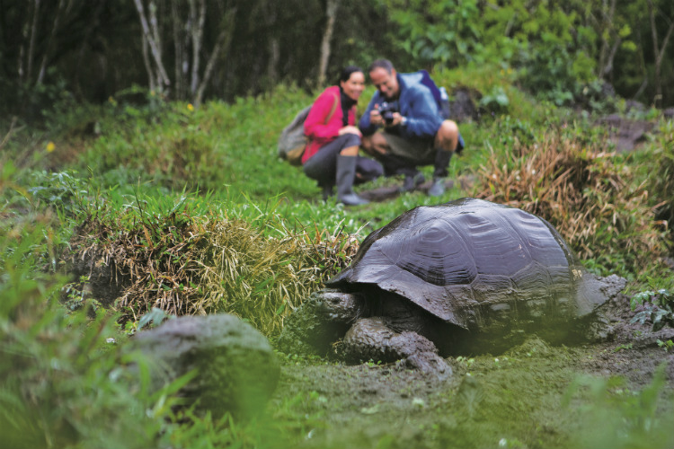 A couple on an expedition on-board Celebrity Xperience taking pictures fo a Galapagos tortoise