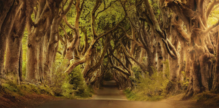 Beech tree-lined road - Armoy, Ireland