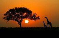 Africa Expeditions