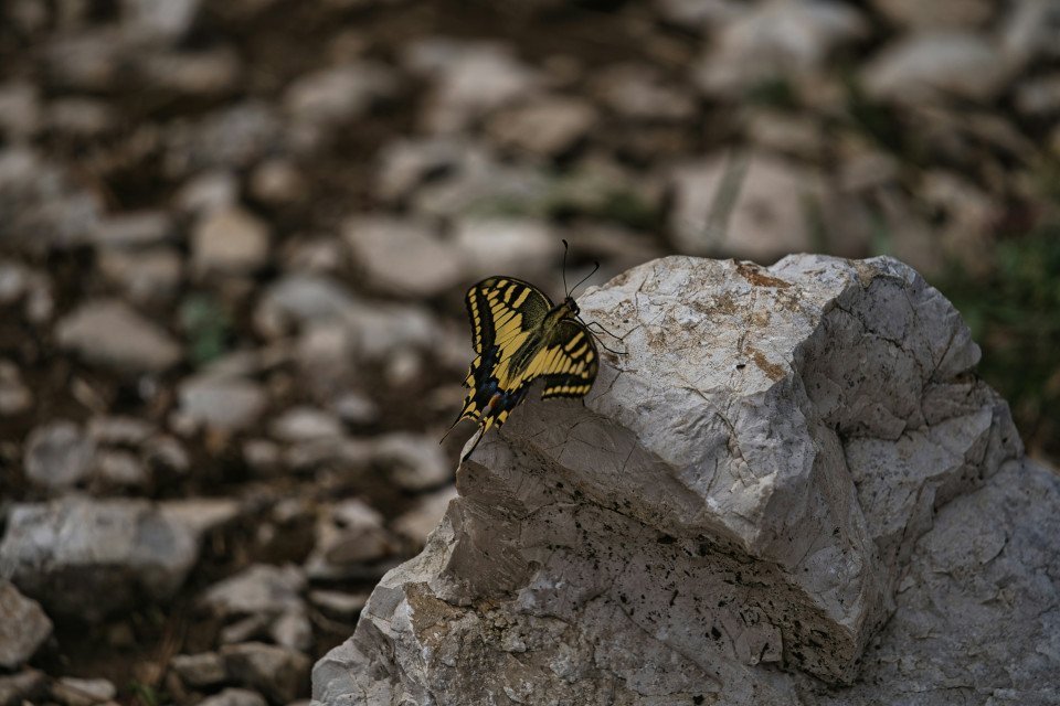7 Image 7